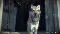 Destiny-ROI-Wolf-Ingame-05.jpg